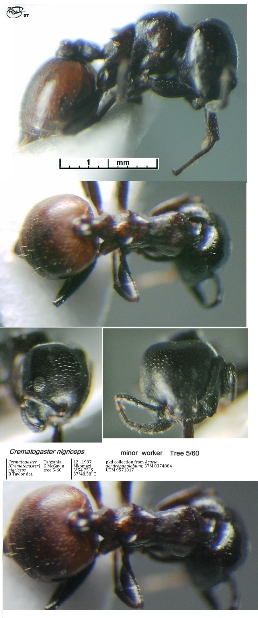 {Crematogaster nigriceps minor}