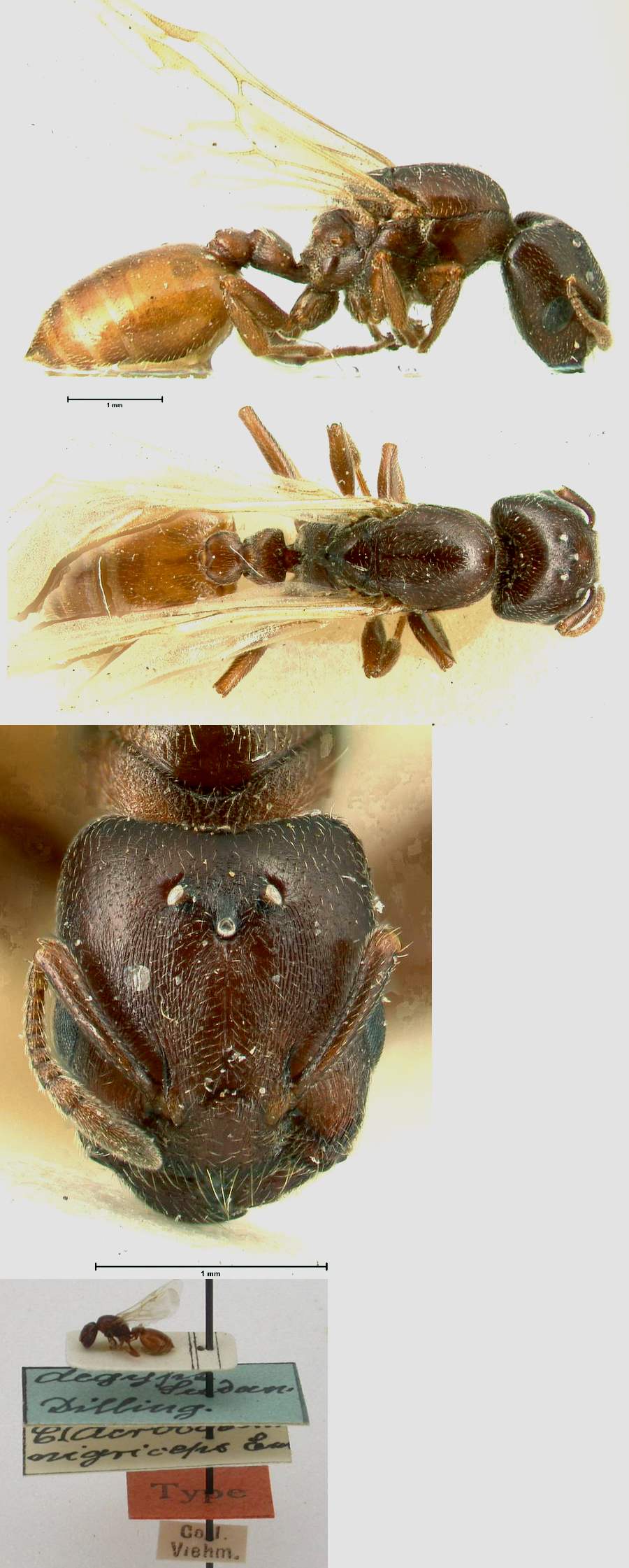 {Crematogaster nigriceps queen}