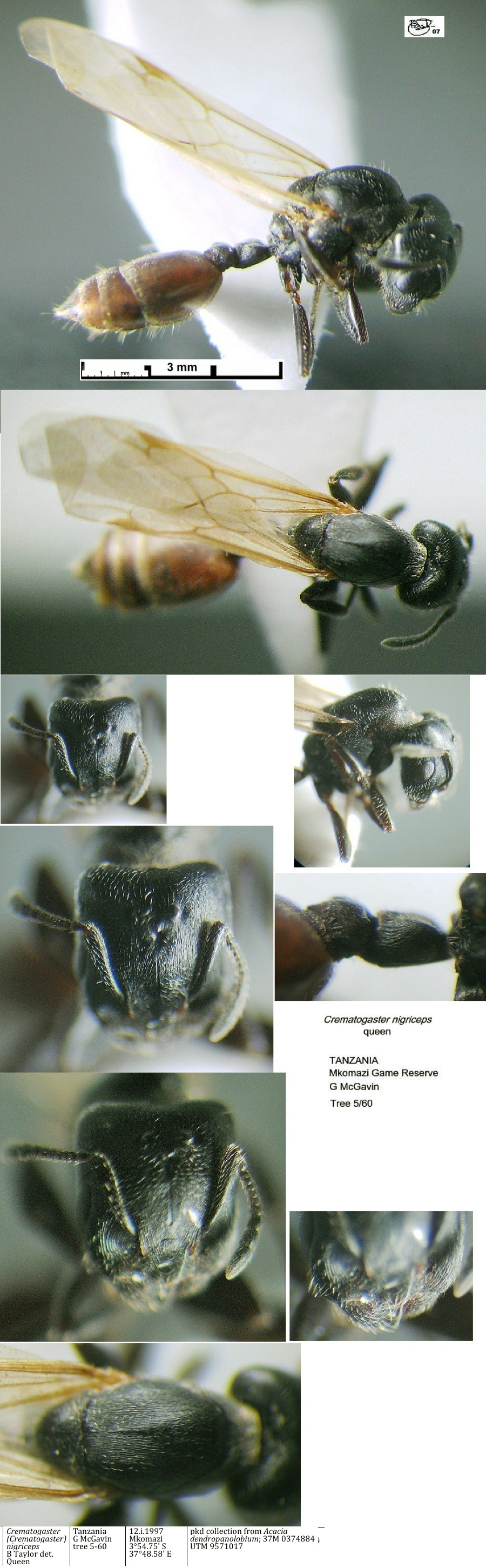 {Crematogaster nigriceps queen}