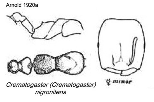 {Crematogaster nigronitens}