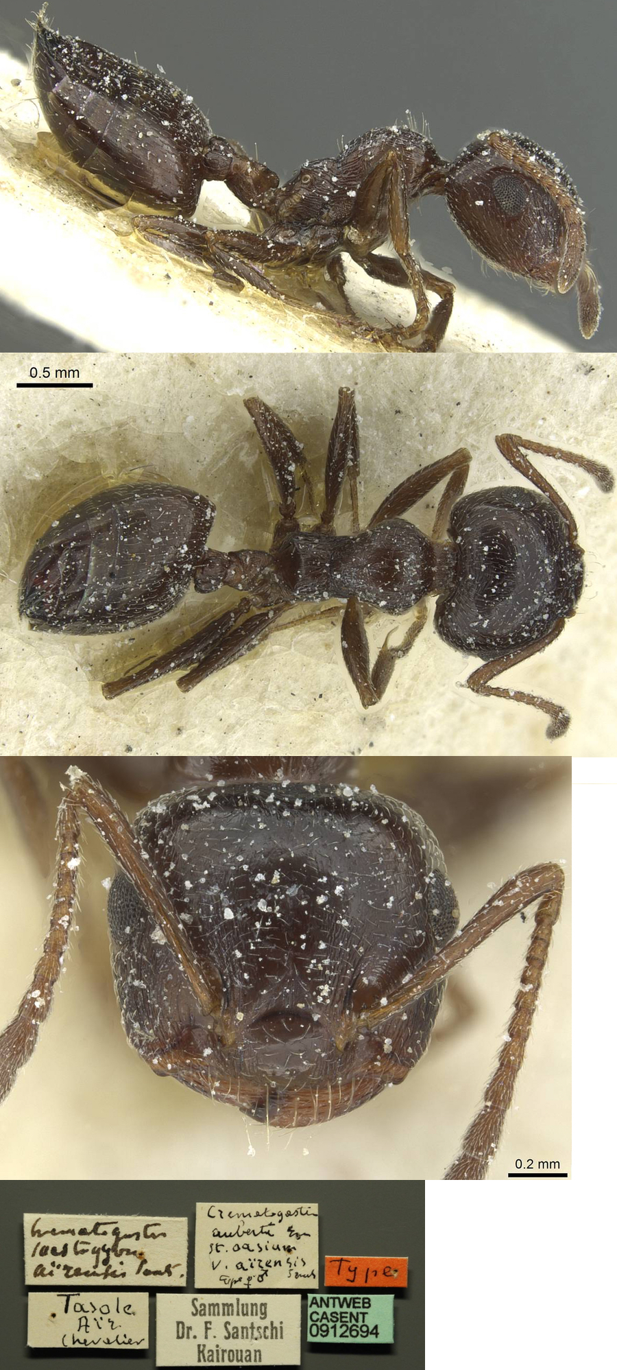 {Crematogaster (Cr.) oasium saharensis}