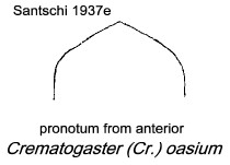 {Crematogaster oasium pronotum}