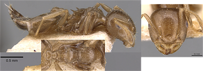 Crematogaster satanula