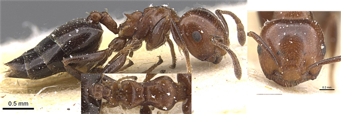 Crematogaster viehmeyeri