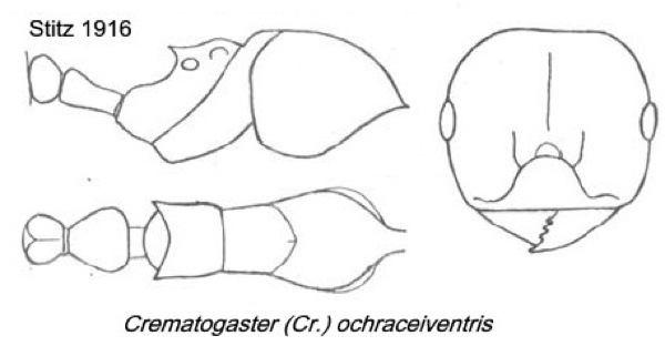 {Crematogaster ochraceiventris}