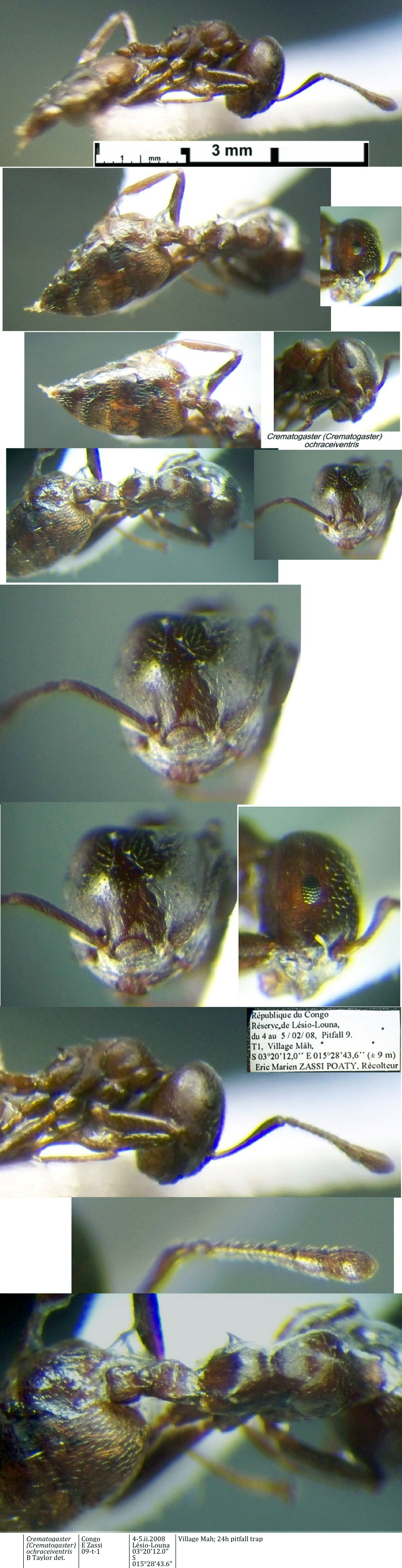 {Crematogaster ochraceiventris}