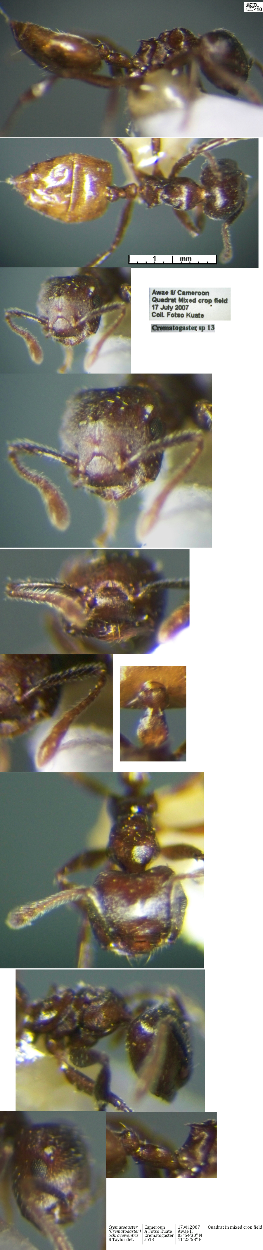 Crematogaster ochraceiventris