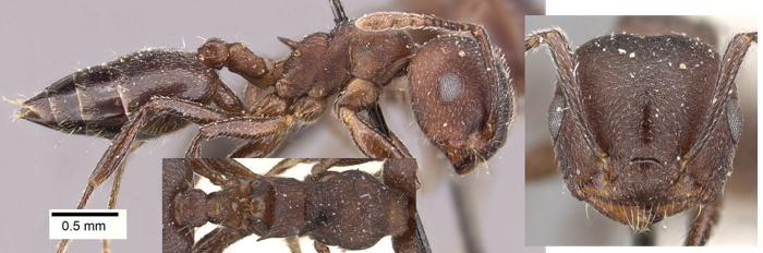 Crematogaster opaciceps