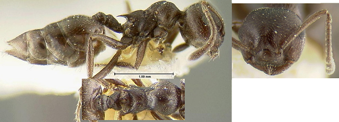 {Crematogaster (Oxygyne) oscaris}