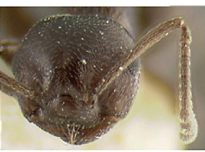 {Crematogaster (Oxygyne) oscaris head}