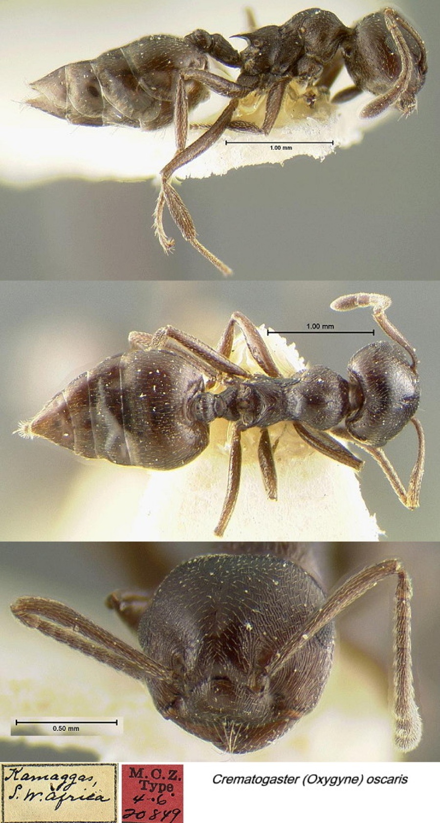 {Crematogaster (Oxygyne) oscaris}