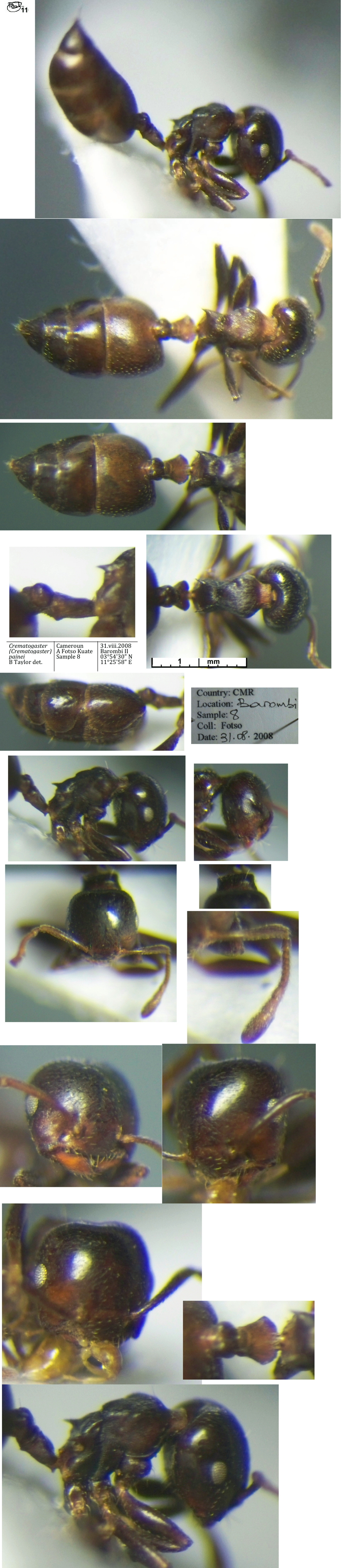 Crematogaster painei worker