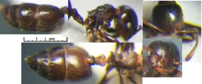 {Crematogaster painei}