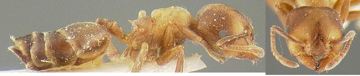 {Crematogaster paolii}