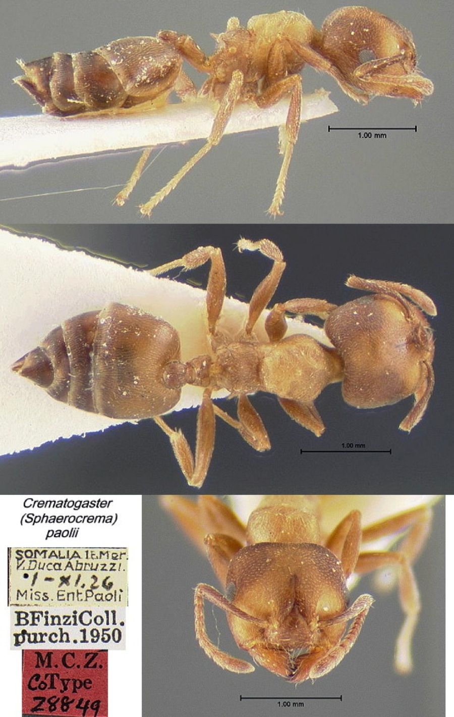 {Crematogaster (Sp.) paolii}