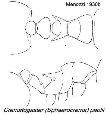 {Crematogaster paolii}