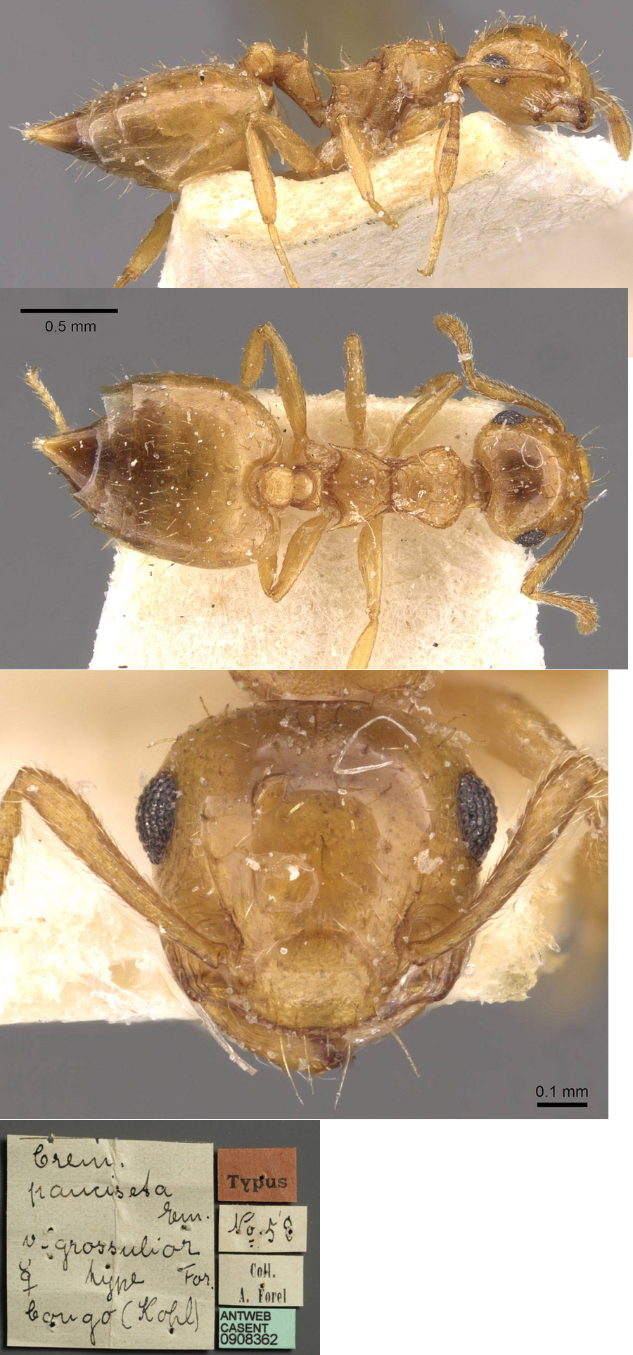 {Crematogaster grossulior}