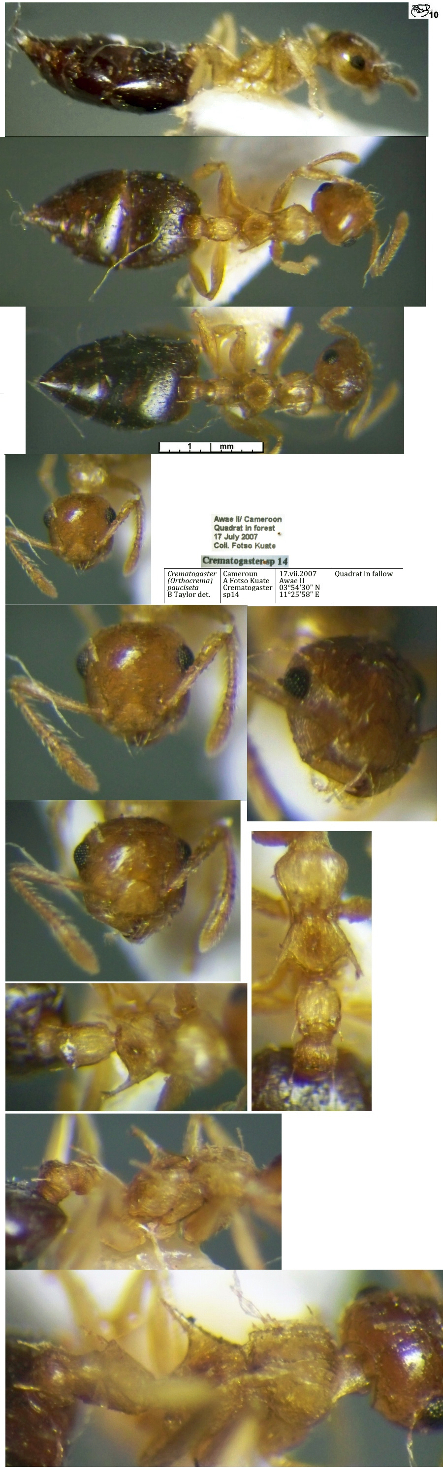 Crematogaster pauciseta worker