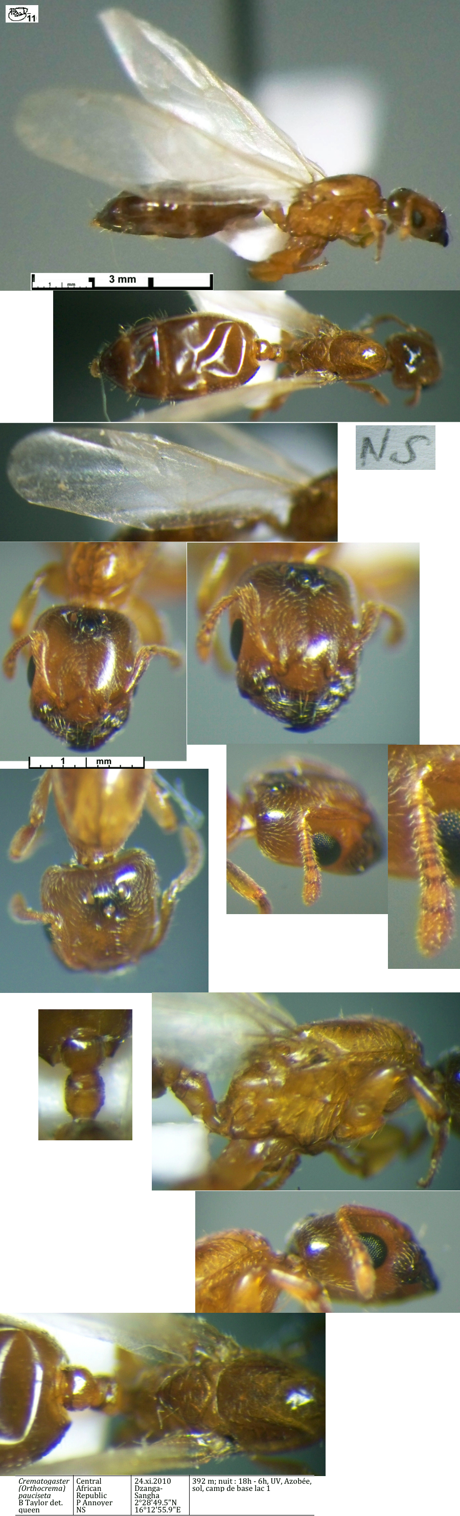 Crematogaster pauciseta queen