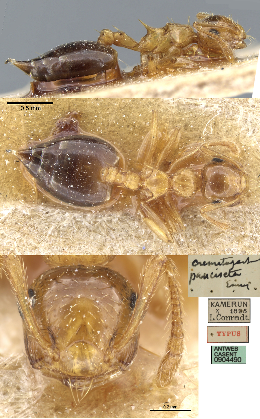 {Crematogaster pauciseta}