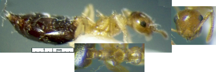 {Crematogaster (Orthocrema) pauciseta antenna}