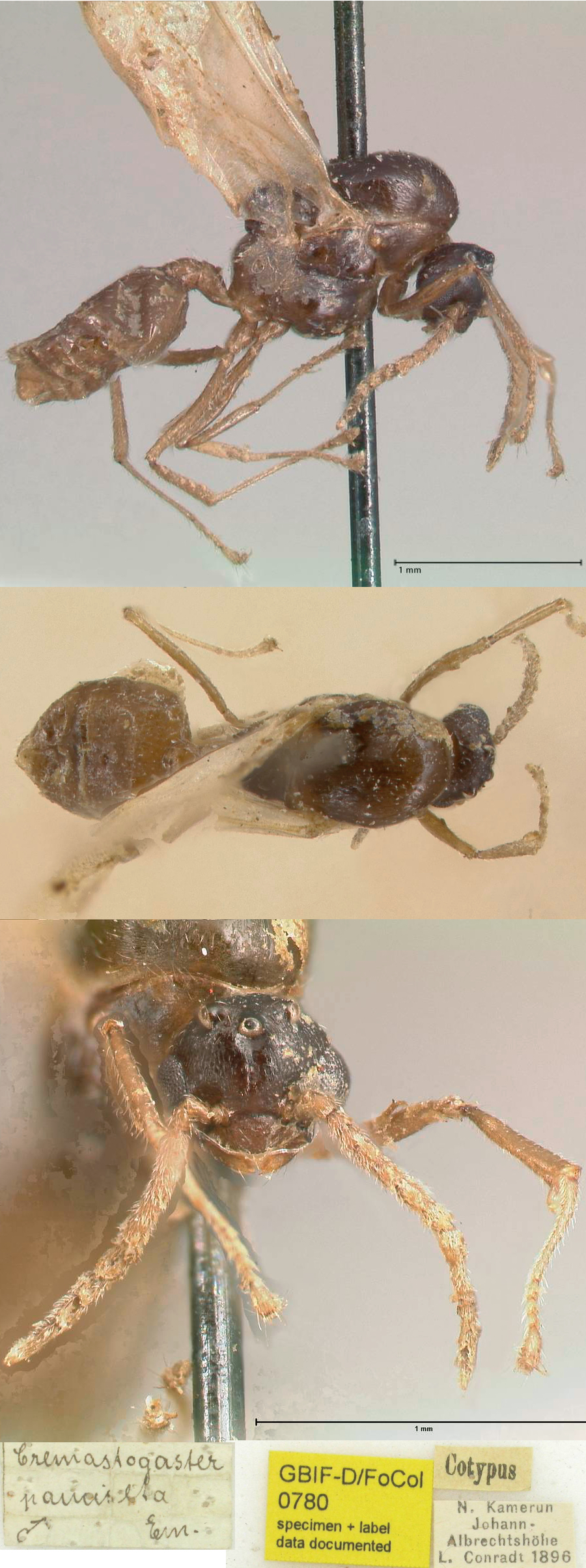 {Crematogaster pauciseta male}