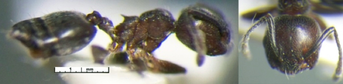 {Crematogaster peringueyi}