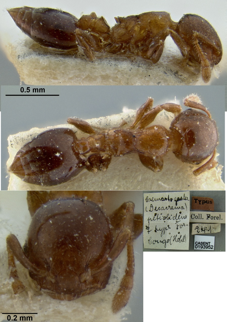 {Crematogaster (Decacrema) petiolidens}