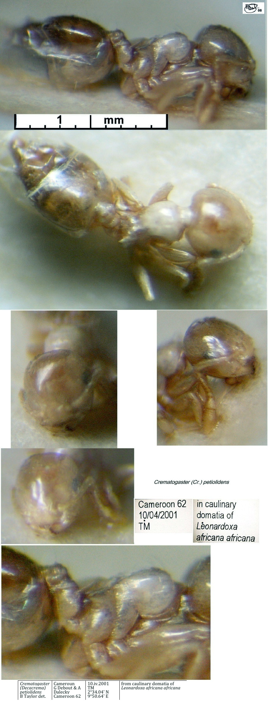 {Crematogaster solenopsides}