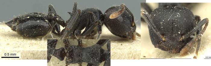 Crematogaster phoenix