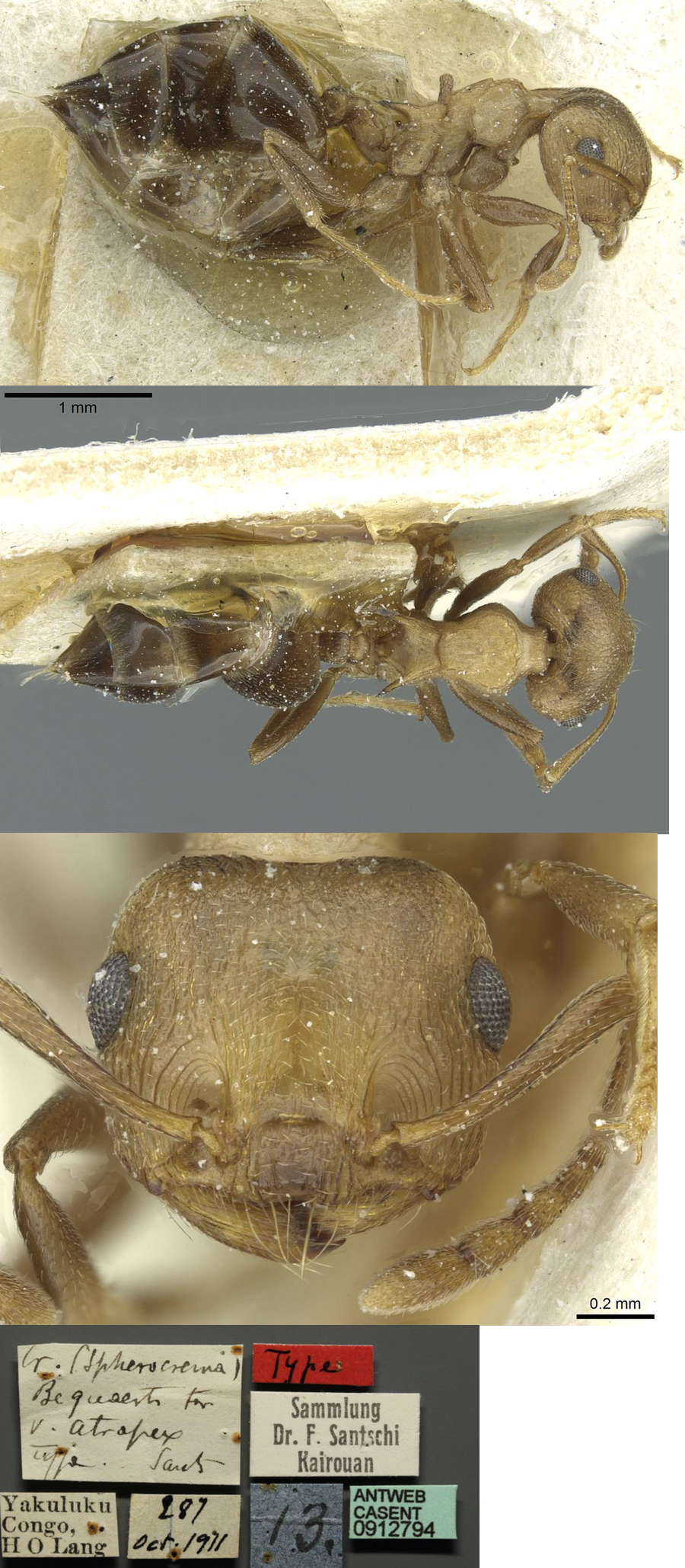 {Crematogaster atraplex}