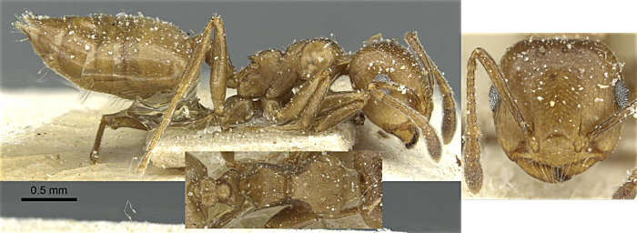 Crematogaster proserpina