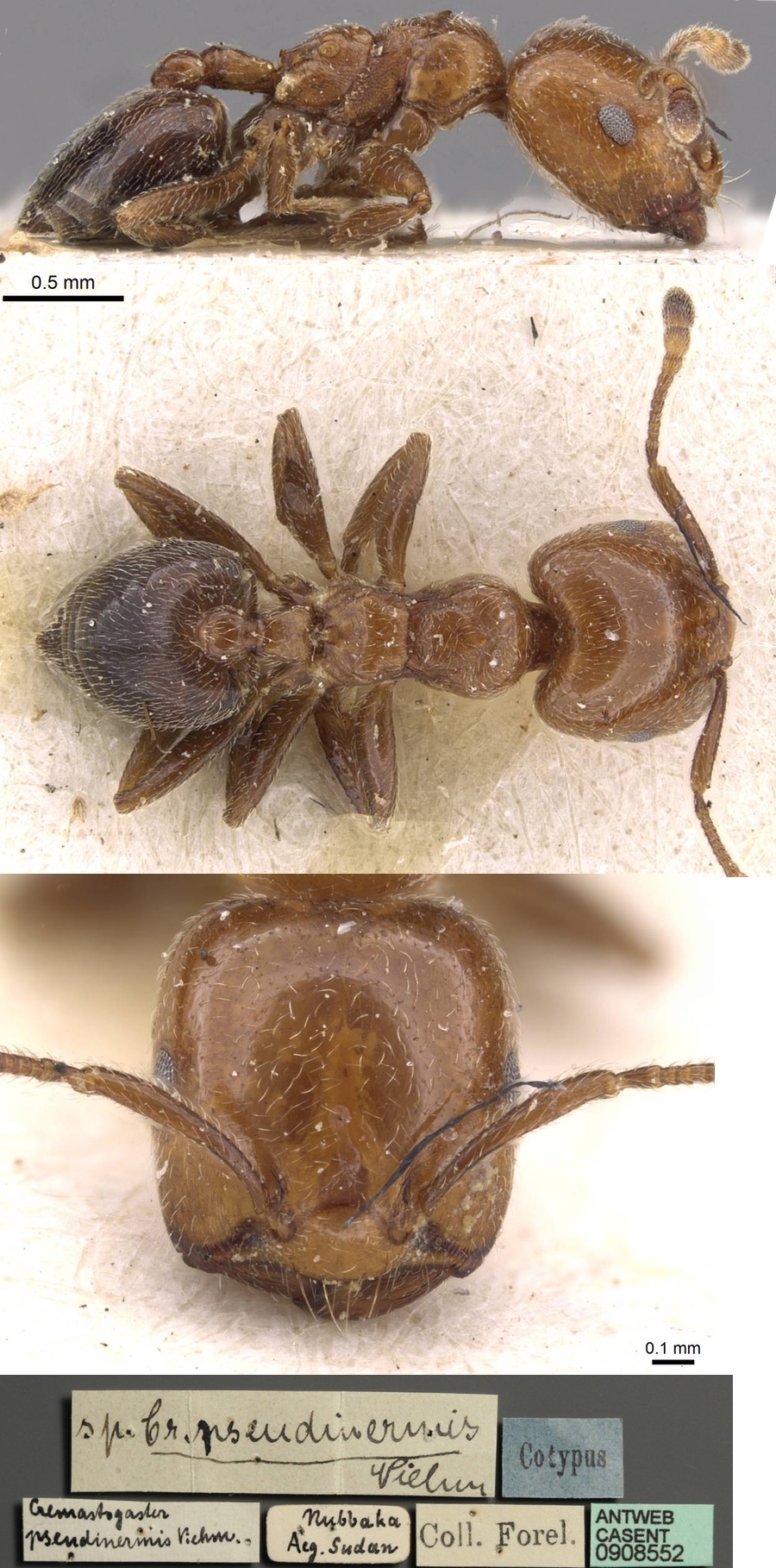 {Crematogaster pseudinermis}