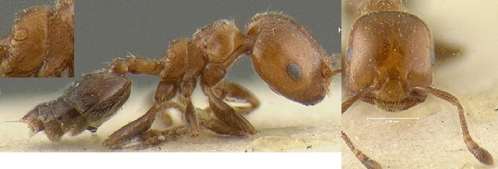 {Crematogaster pseudinermis}