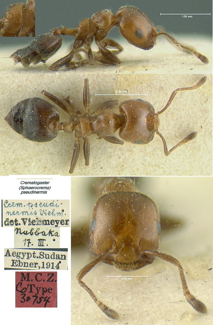 {Crematogaster (Sph.) pseudinermis}