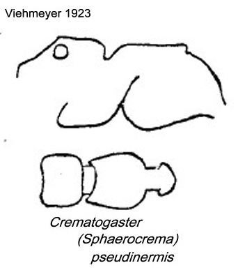 {Crematogaster pseudinermis}