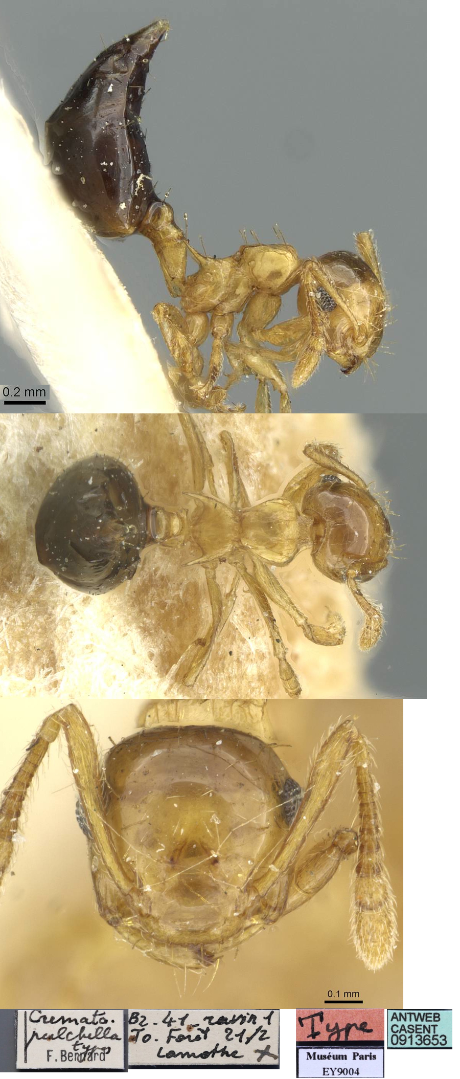 {Crematogaster pulchella}