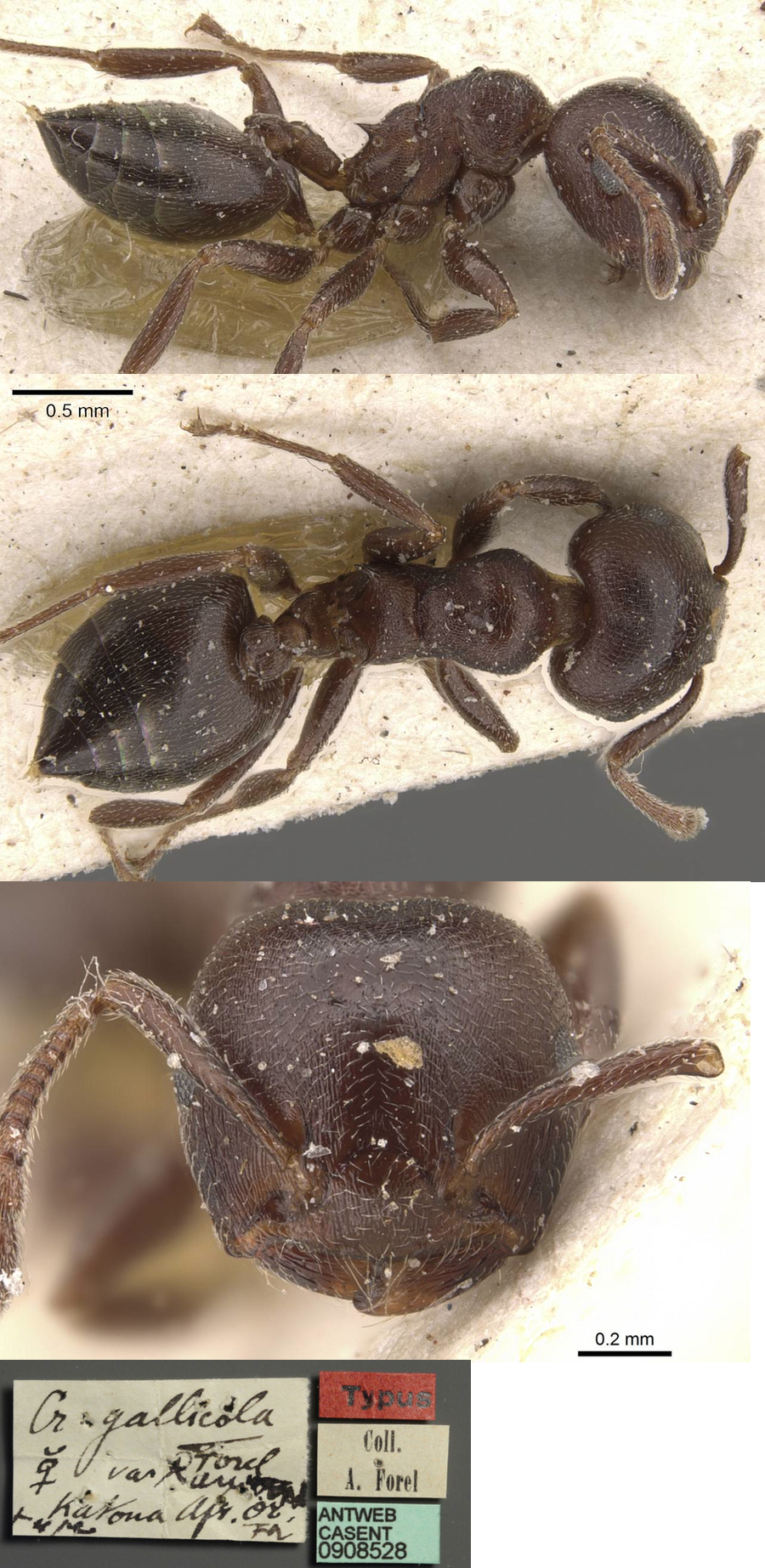 {Crematogaster rauana}