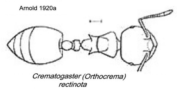 {Crematogaster rectinota}