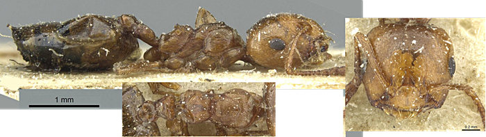 Crematogaster resulcata