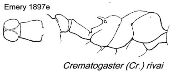 {Crematogaster rivai}