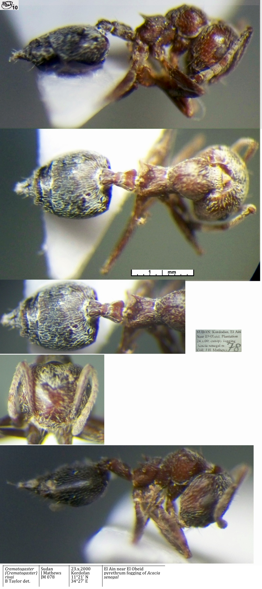 Crematogaster rivai minima