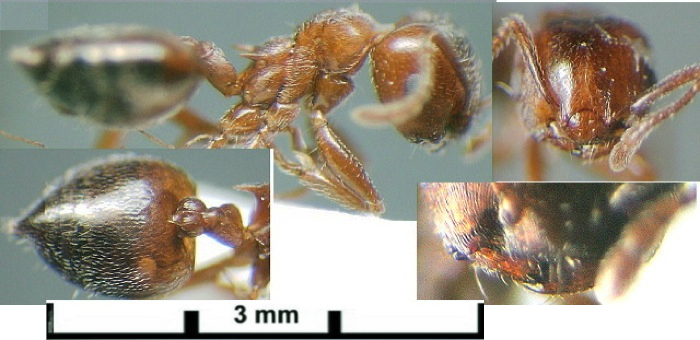 {Crematogaster (Crematogaster) rufigena