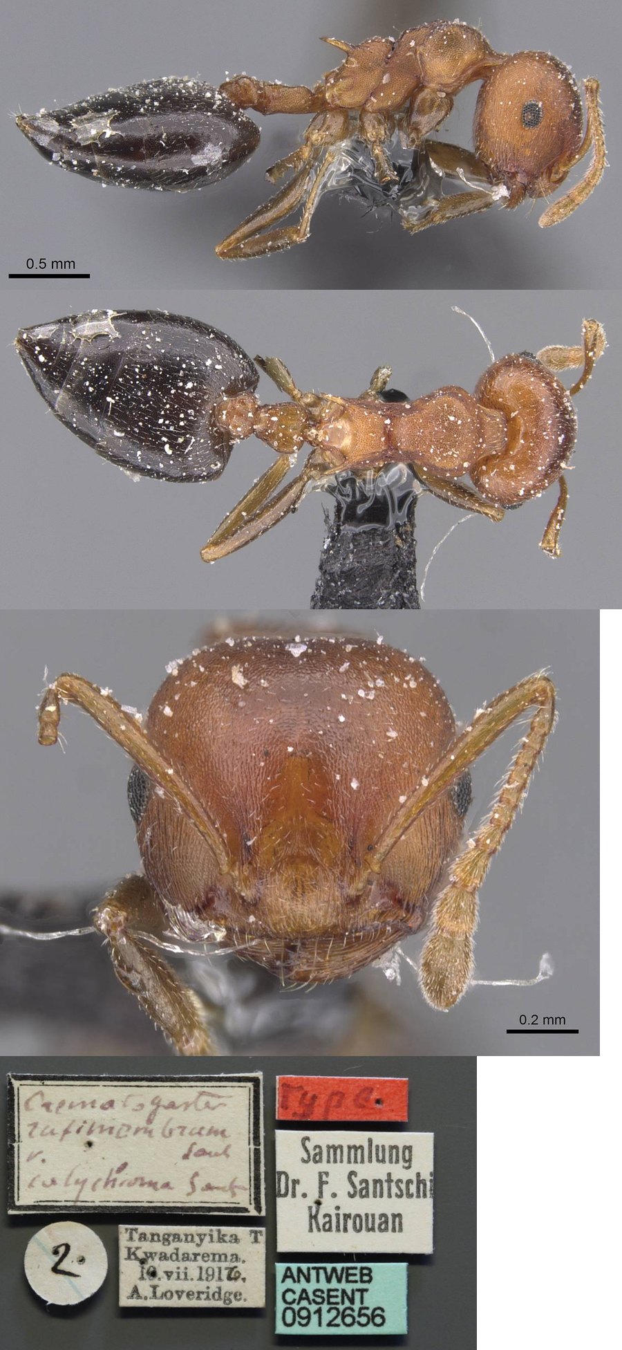 Crematogaster calychroa