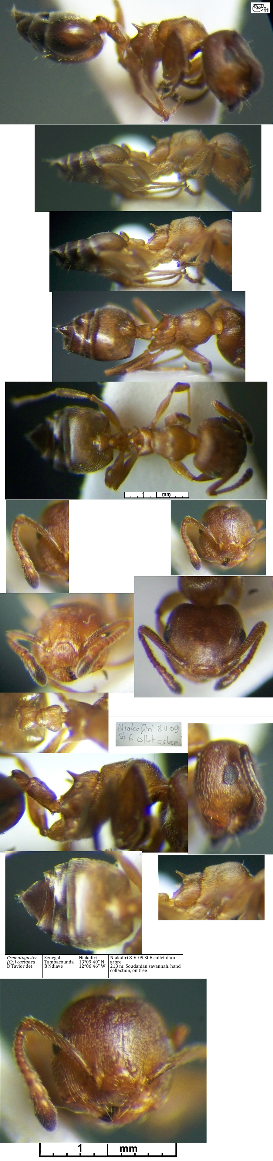 Crematogaster castanea