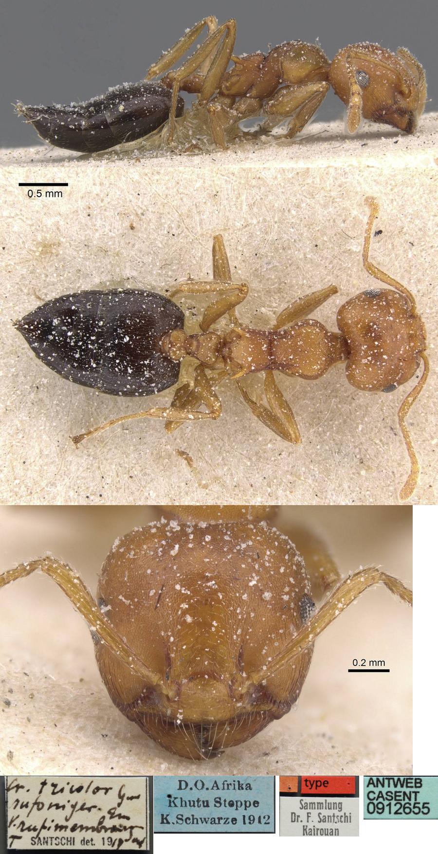 Crematogaster rufimembrum