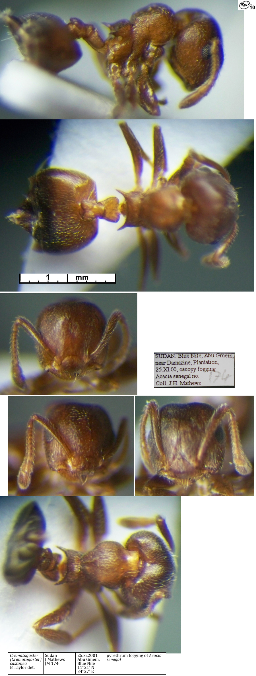 Crematogaster rufimembrum