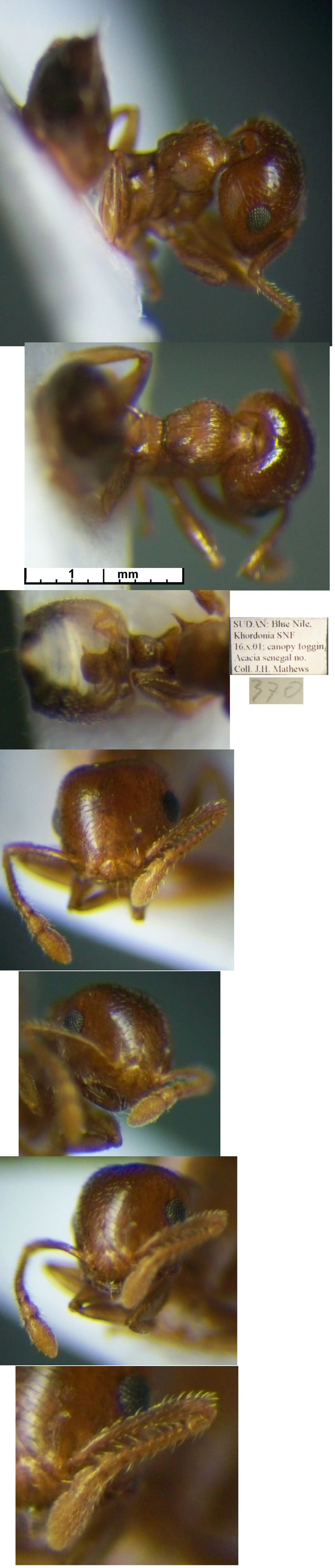 Crematogaster rufimembrum