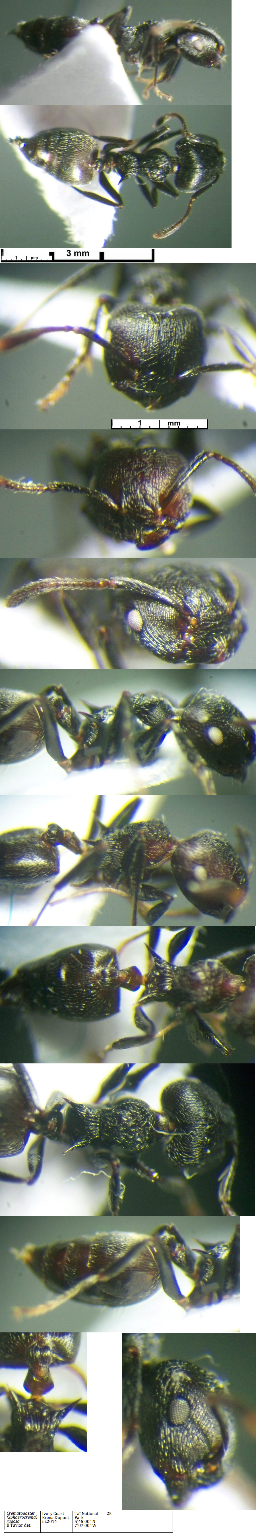 Crematogaster rugosa