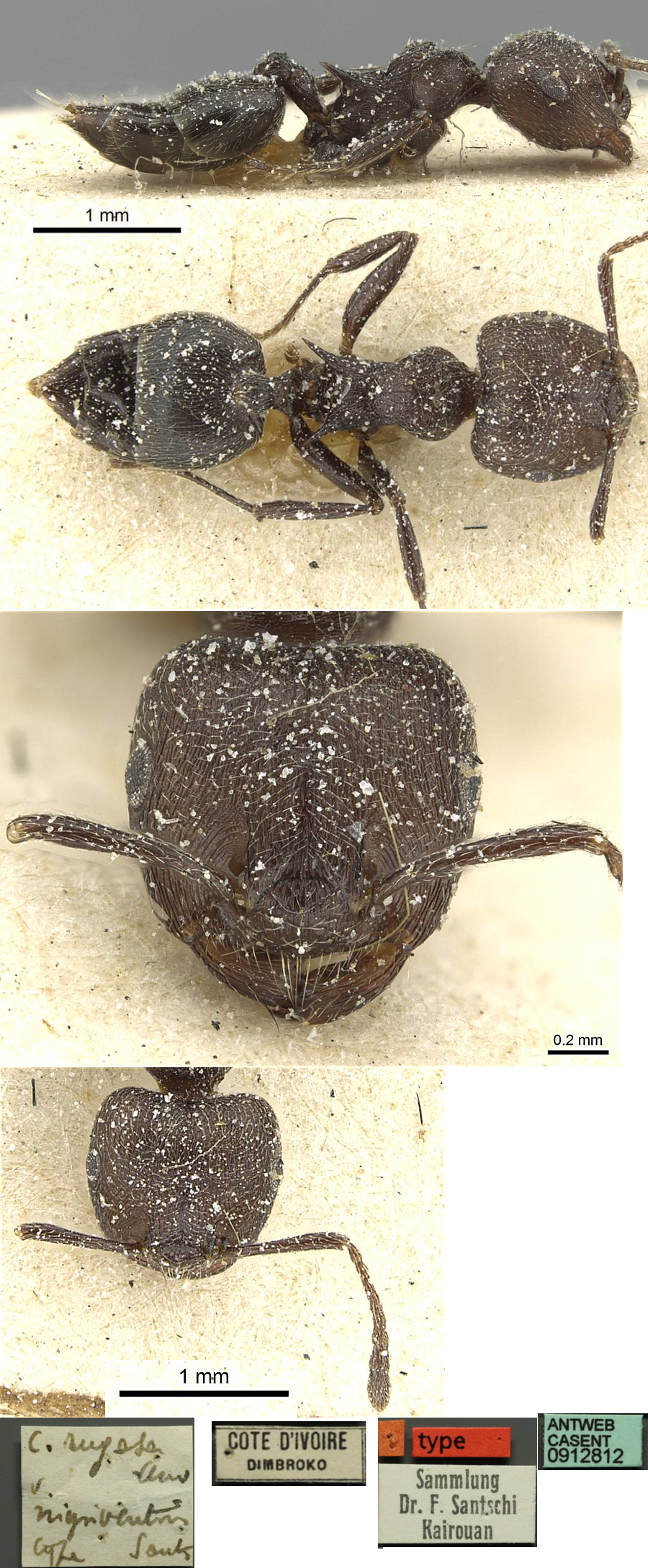 {Crematogaster rugosa nigriventris}